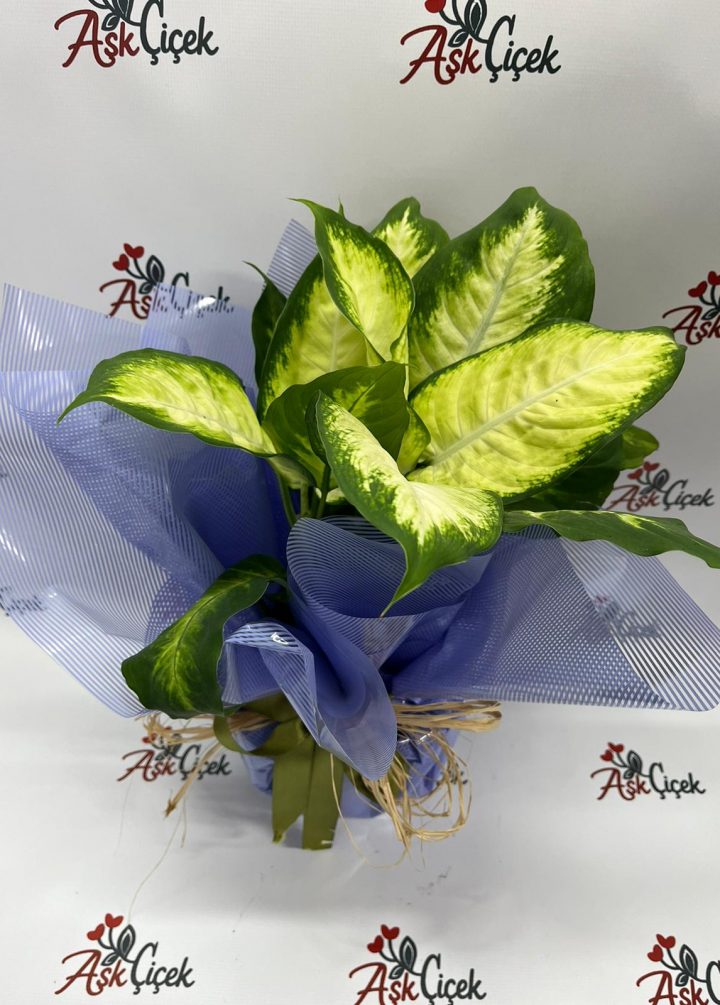 Difenbahya Açık Tonlu