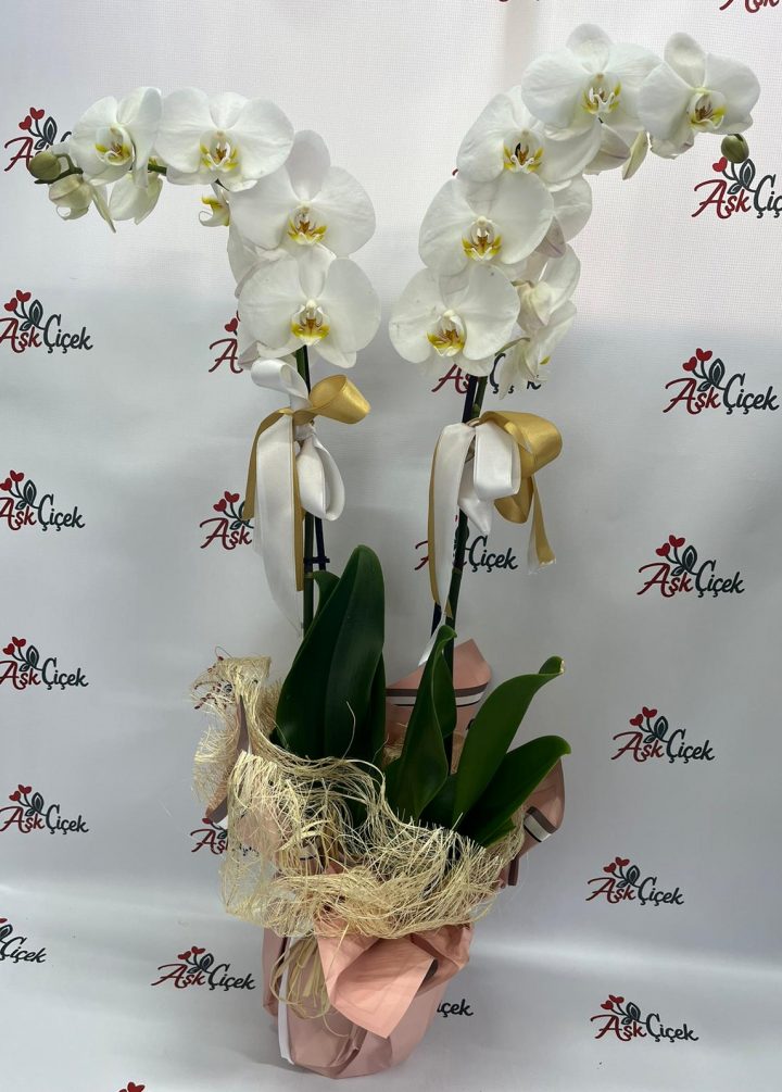 Çift Dallı Beyaz Orkide