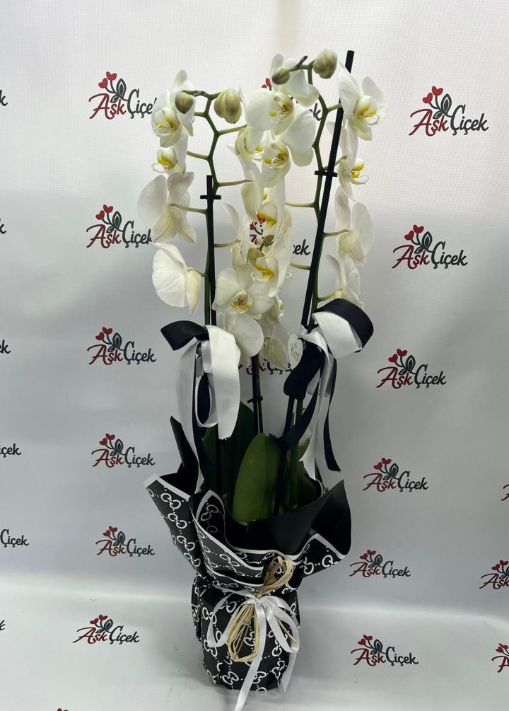 3 Dallı Beyaz Orkide