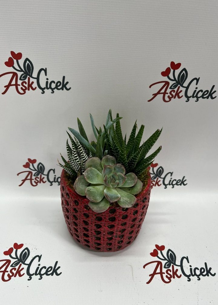 Mini Sukulent