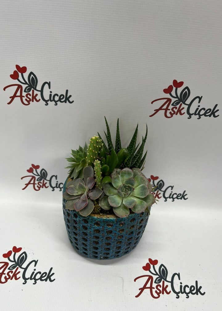 Mini Sukulent
