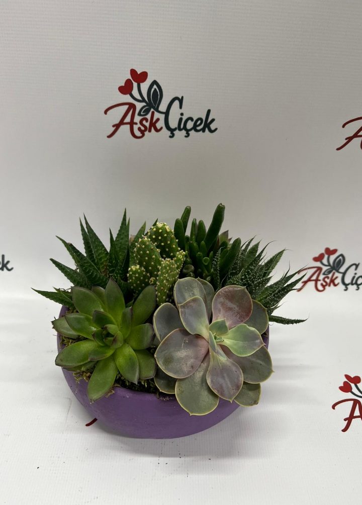 Sukulent Orta Boy