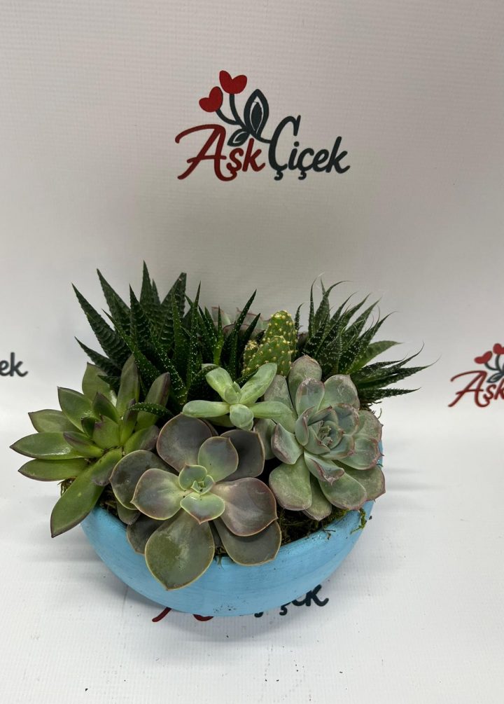 Sukulent Orta Boy