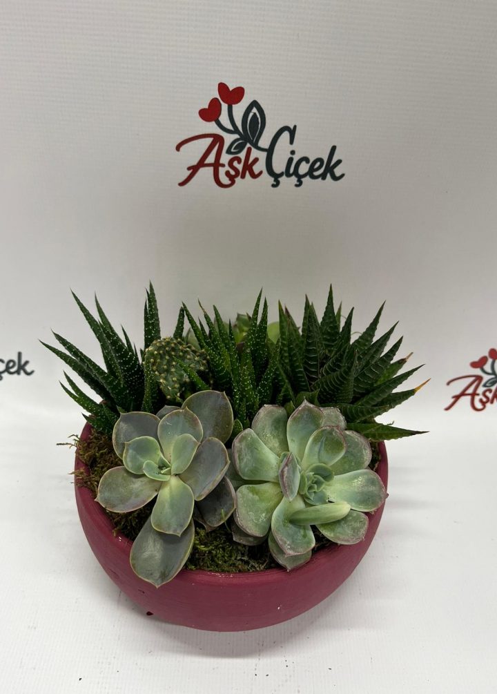 Sukulent Orta Boy