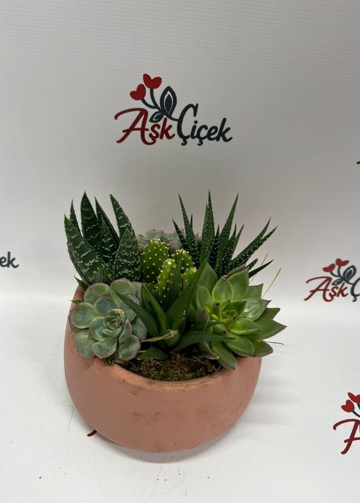 Sukulent Orta Boy