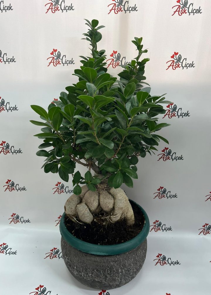 Bonsai Ağacı